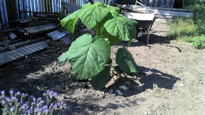 2013-06-09 10.22.00 - Paulownia Anul-1