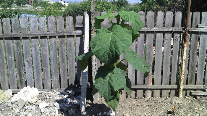 2013-06-09 10.20.19 - Paulownia Anul-1