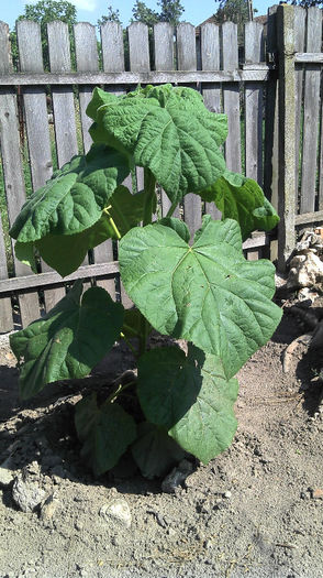 2013-06-09 10.20.43 - Paulownia Anul-1