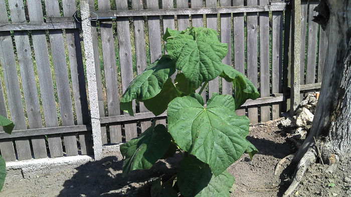 2013-06-09 10.21.00 - Paulownia Anul-1