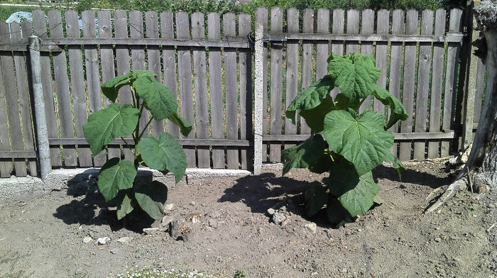 2013-06-09 10.21.10 - Paulownia Anul-1