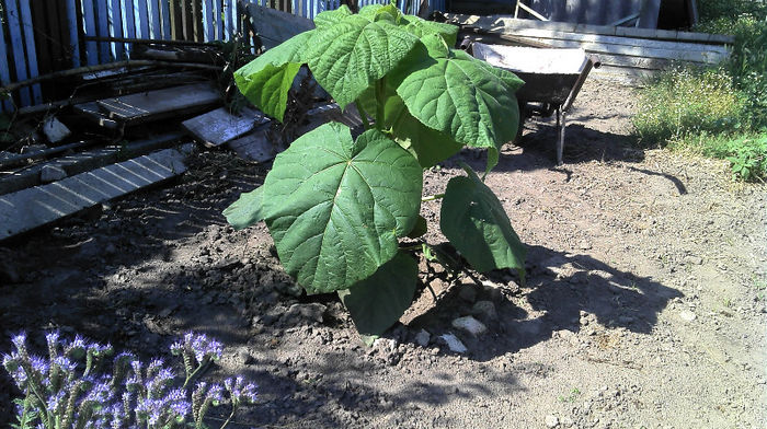 2013-06-09 10.22.04 - Paulownia Anul-1