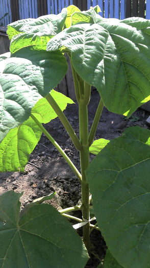 2013-06-09 10.22.54 - Paulownia Anul-1