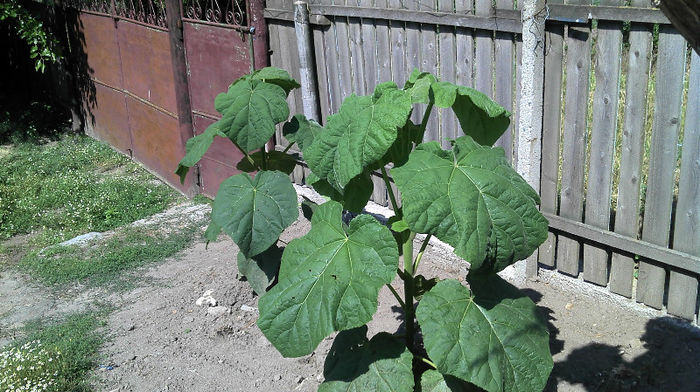 2013-06-09 10.23.19 - Paulownia Anul-1