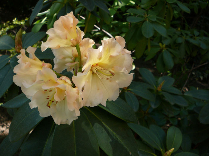 P1200887 - Azalee si rhododendroni