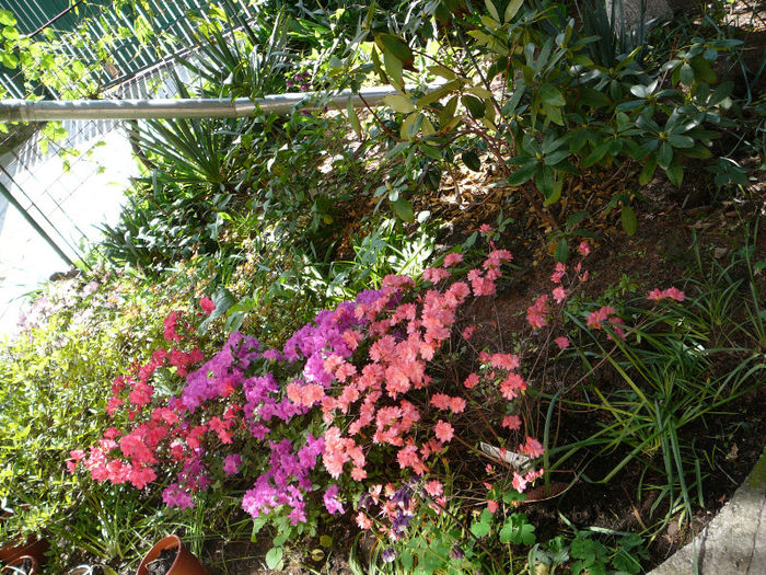 P1200897 - Azalee si rhododendroni