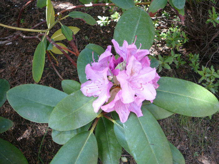 P1210527 - Azalee si rhododendroni