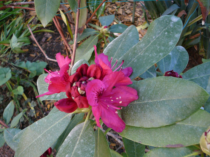 P1210525 - Azalee si rhododendroni