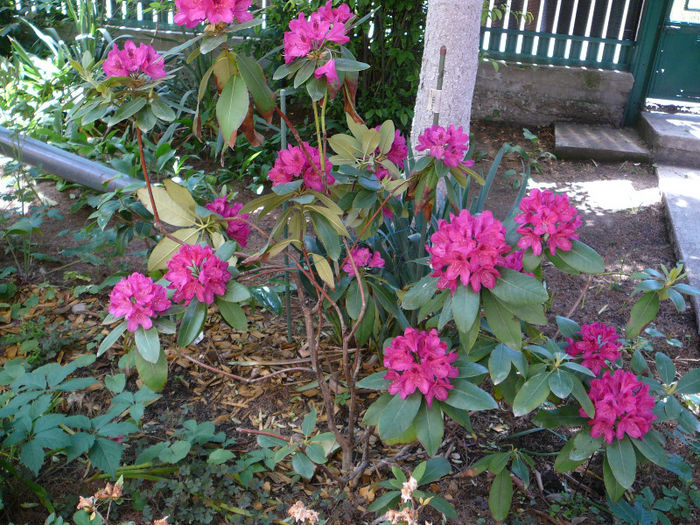 P1210614 - Azalee si rhododendroni