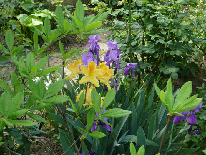 P1200916 - Azalee si rhododendroni