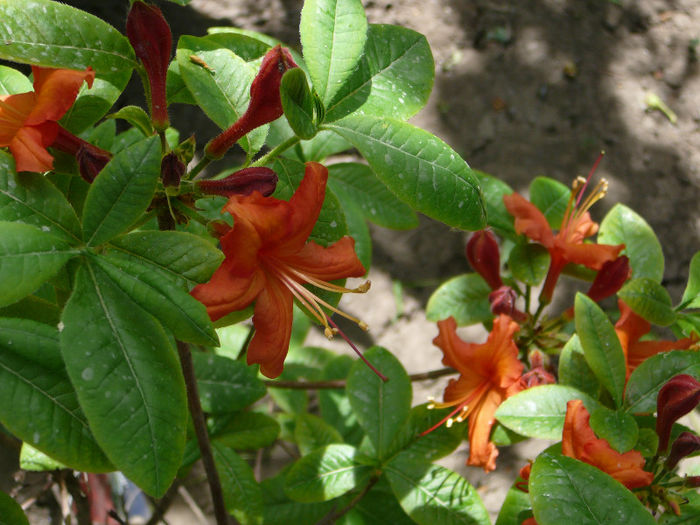 P1210163 - Azalee si rhododendroni