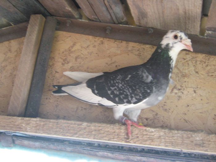 IMG_0526 - Matca porumbei 2013