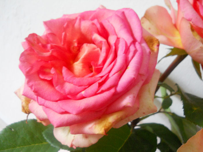 DSCN5806