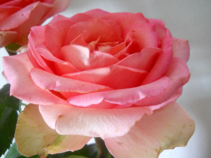 DSCN5809