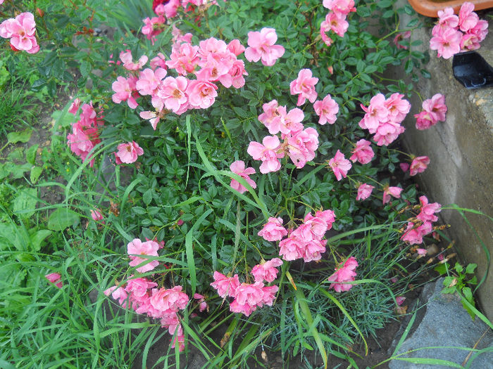 DSCN5811