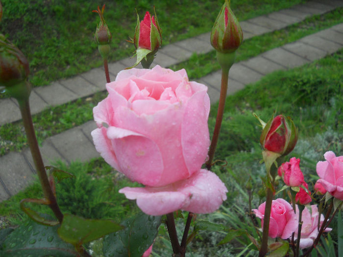 DSCN5826