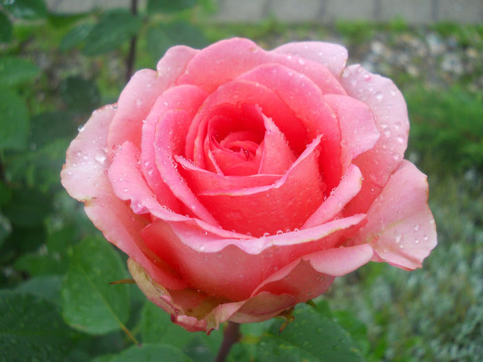 DSCN5833