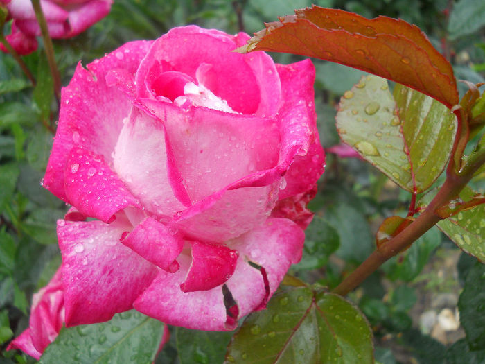DSCN5837