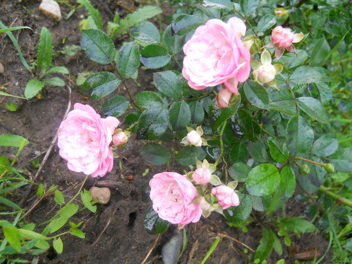 DSCN5840