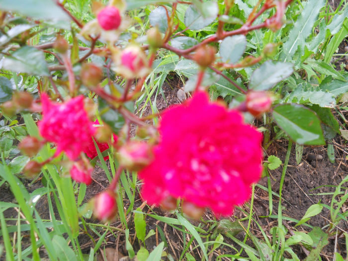 the fairy red