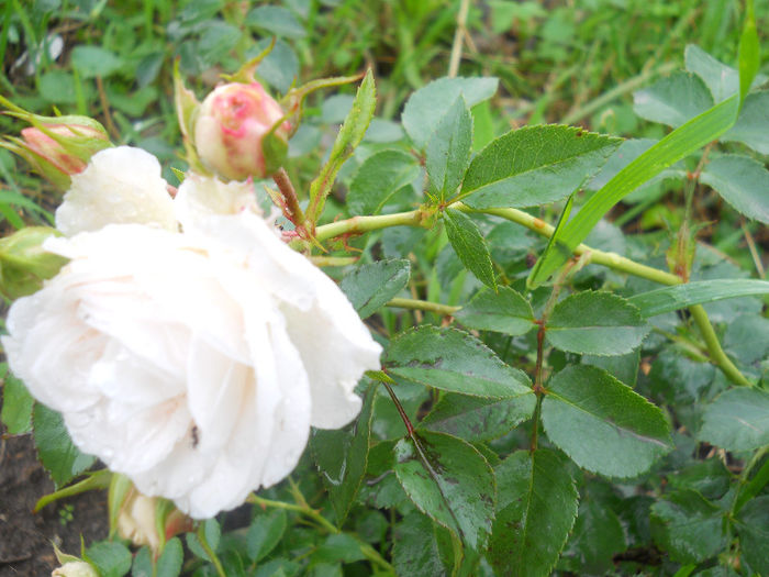 DSCN5847