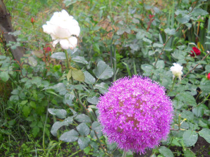 DSCN5852