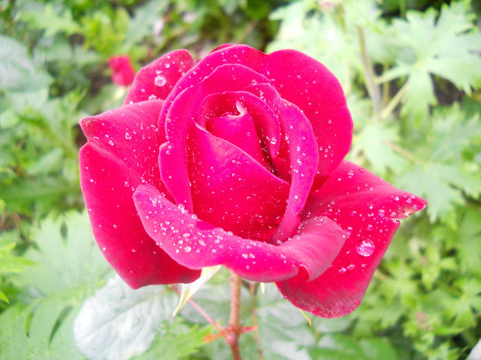 DSCN5861