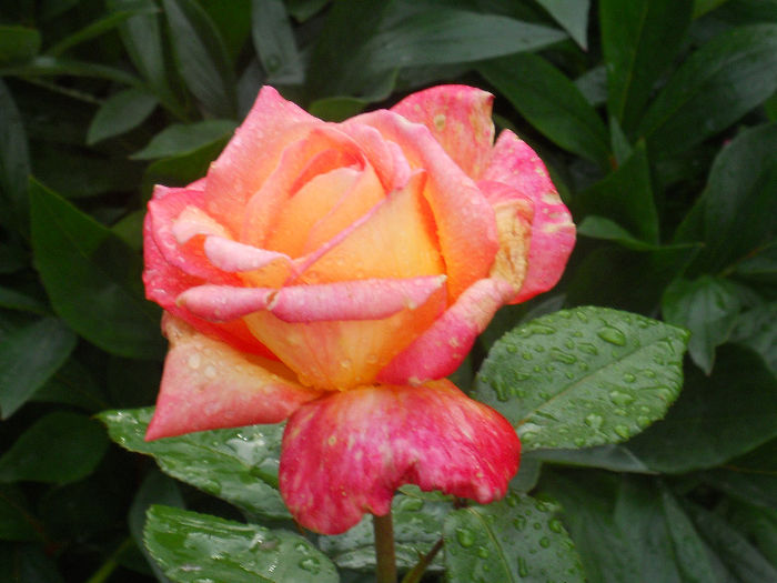 DSCN5862