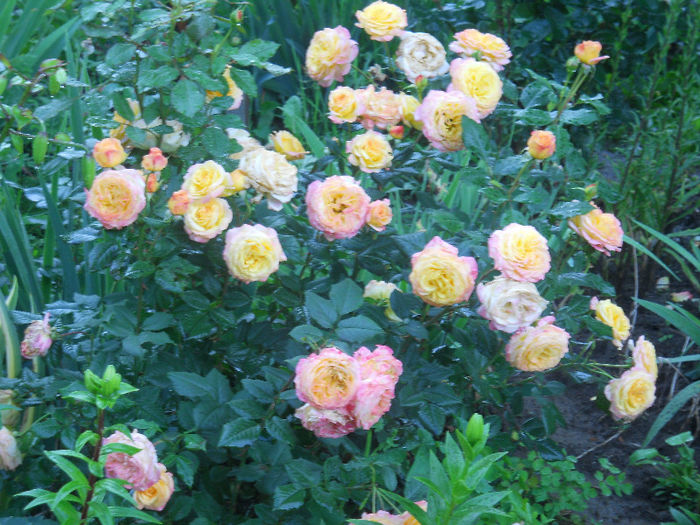 gartenspass