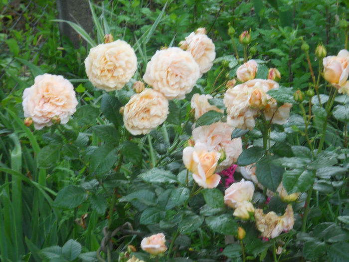 rosagold