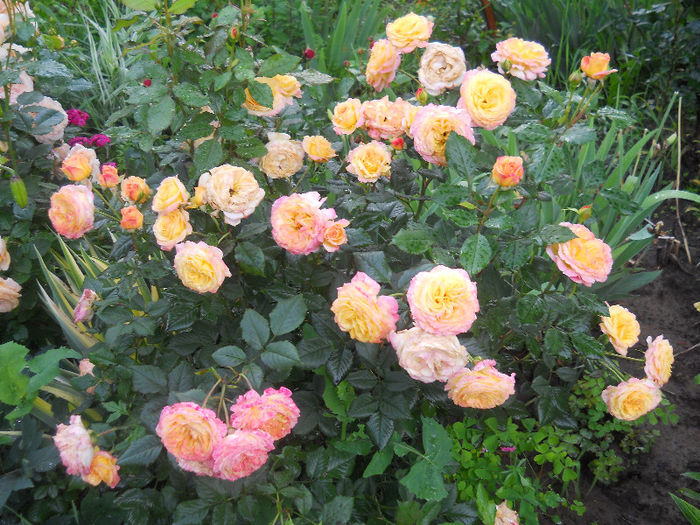 gartenspass