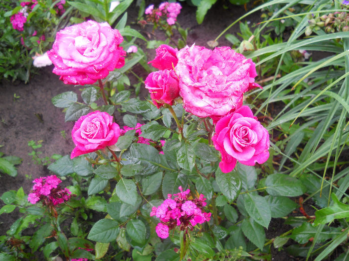 DSCN5876