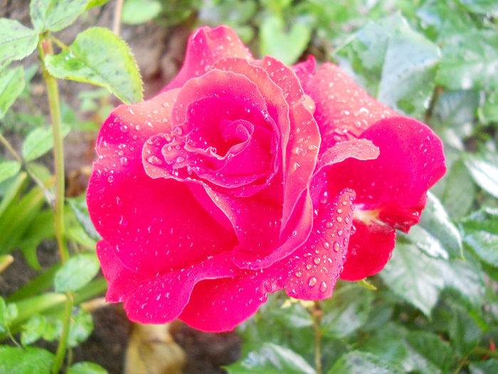 DSCN5880