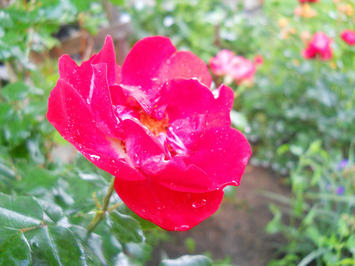 DSCN5885