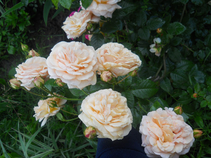 rosagold