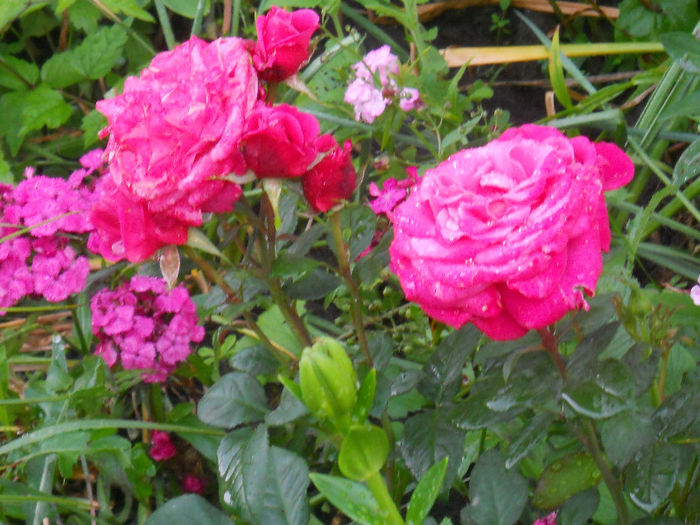 DSCN5901