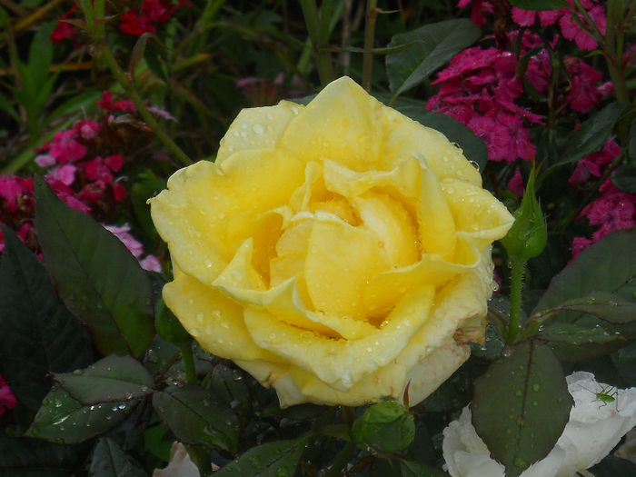 DSCN5902