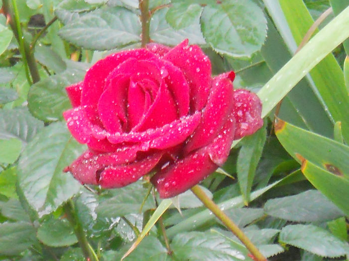 DSCN5906