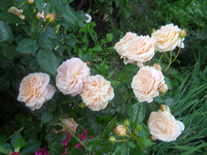DSCN5909