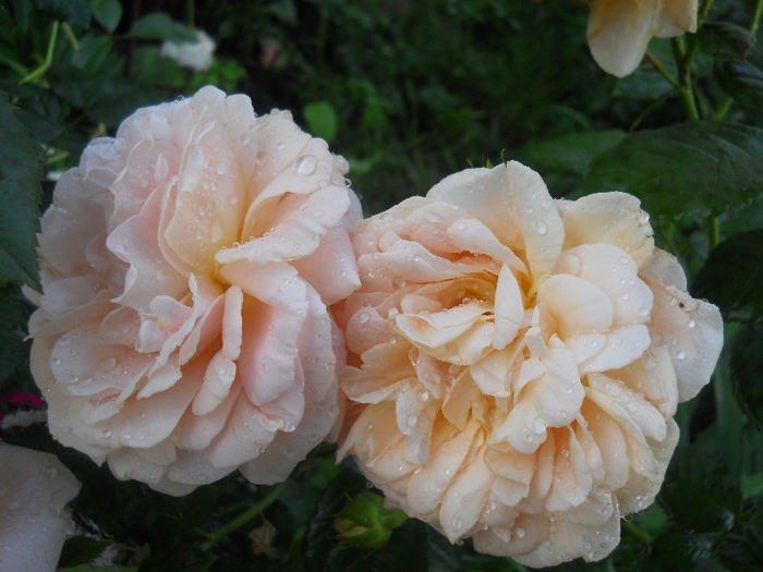 rosagold
