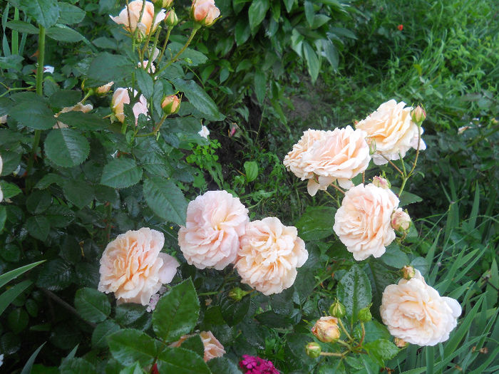 DSCN5914