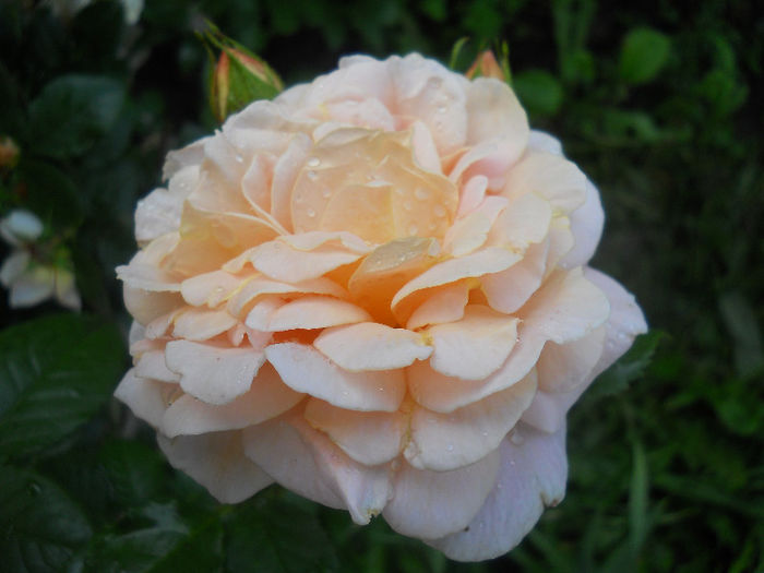 DSCN5916