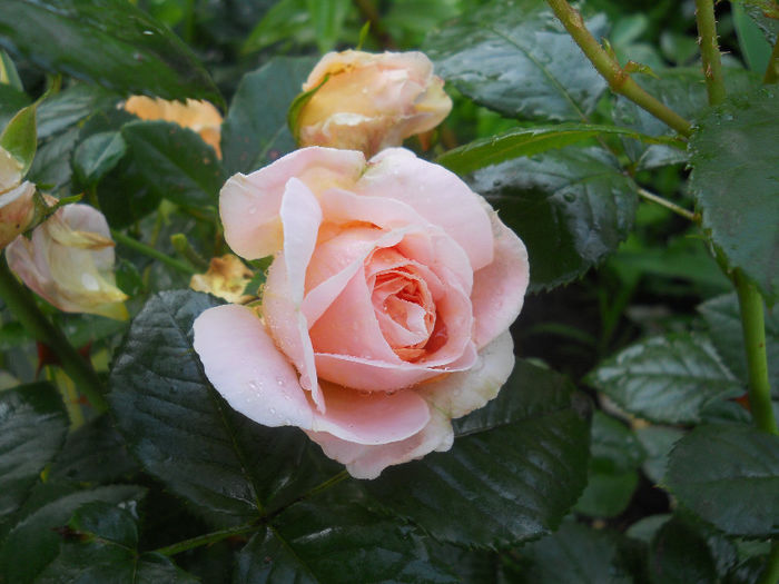 DSCN5917