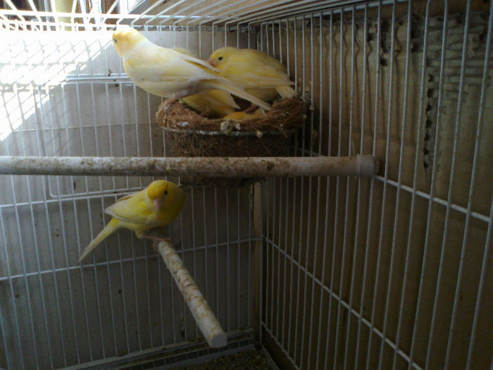 22032013460 - canari