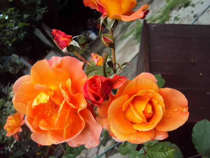 DSC06208