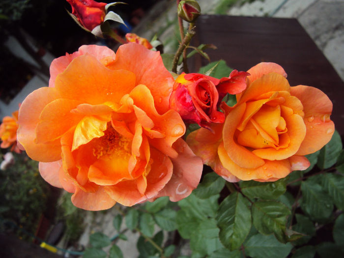 DSC06210 - Westerland