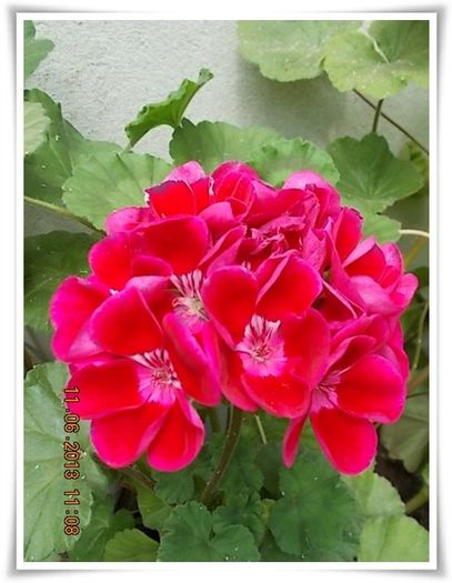 DSCN6376 - flori diverse 2013