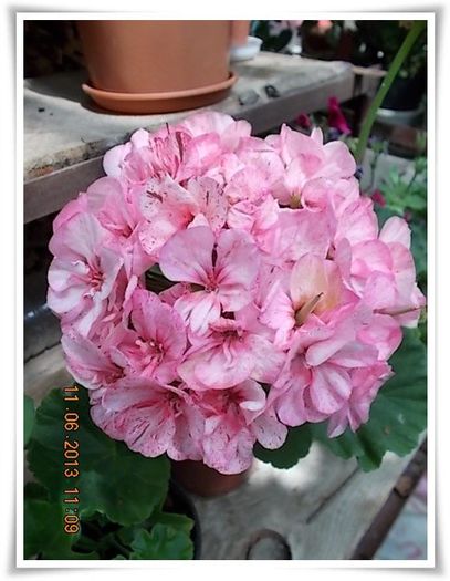 DSCN6378 - flori diverse 2013