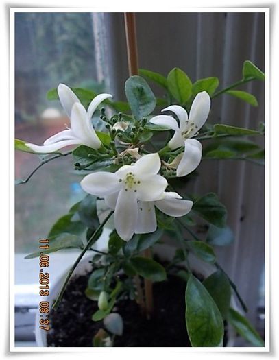 DSCN6288 - flori diverse 2013