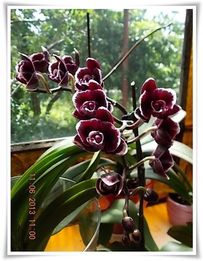 DSCN6360 - flori diverse 2013